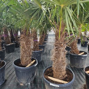 Kínai kenderpálma (Trachycarpus fortunei) – 60-70 cm törzs