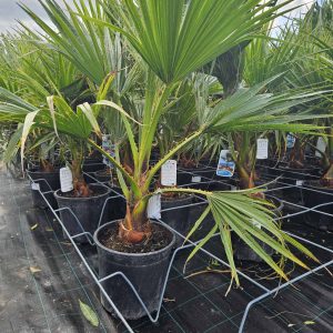 Washingtonia pálma - 10literes