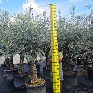 Olajfa (Olea Europaea) – Hojiblanca ‘Tortuga’ (130L konténerben)