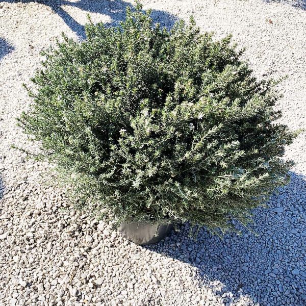 teafa-leptospermun-bokros-1