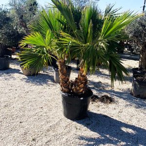 washingtinoia-palma-csoport-90-lt-