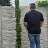 Oszlopos európai ciprus / Cupressus sempervirens Totem