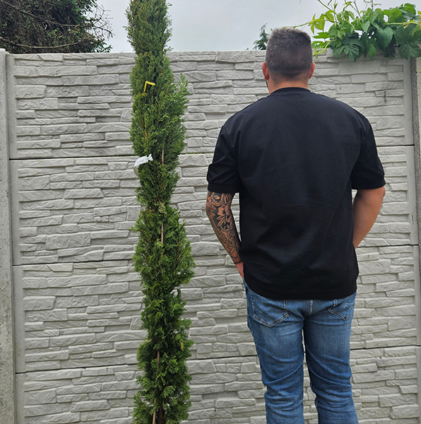 Oszlopos európai ciprus / Cupressus sempervirens Totem