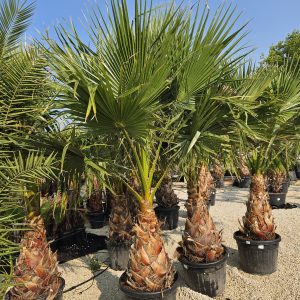 Washingtonia pálma 10308