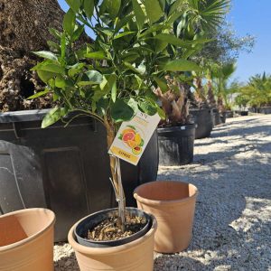 Citrom fa - lime mix
