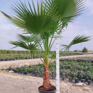 Washingtonia pálma - 10318