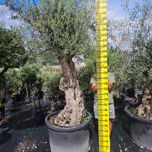 Olajfa Bonsai s/c