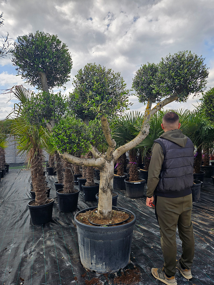 olajfa-bonsai-2026-0