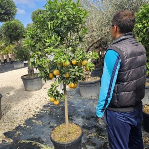 Mediterrán citrusfa - Citrusmix