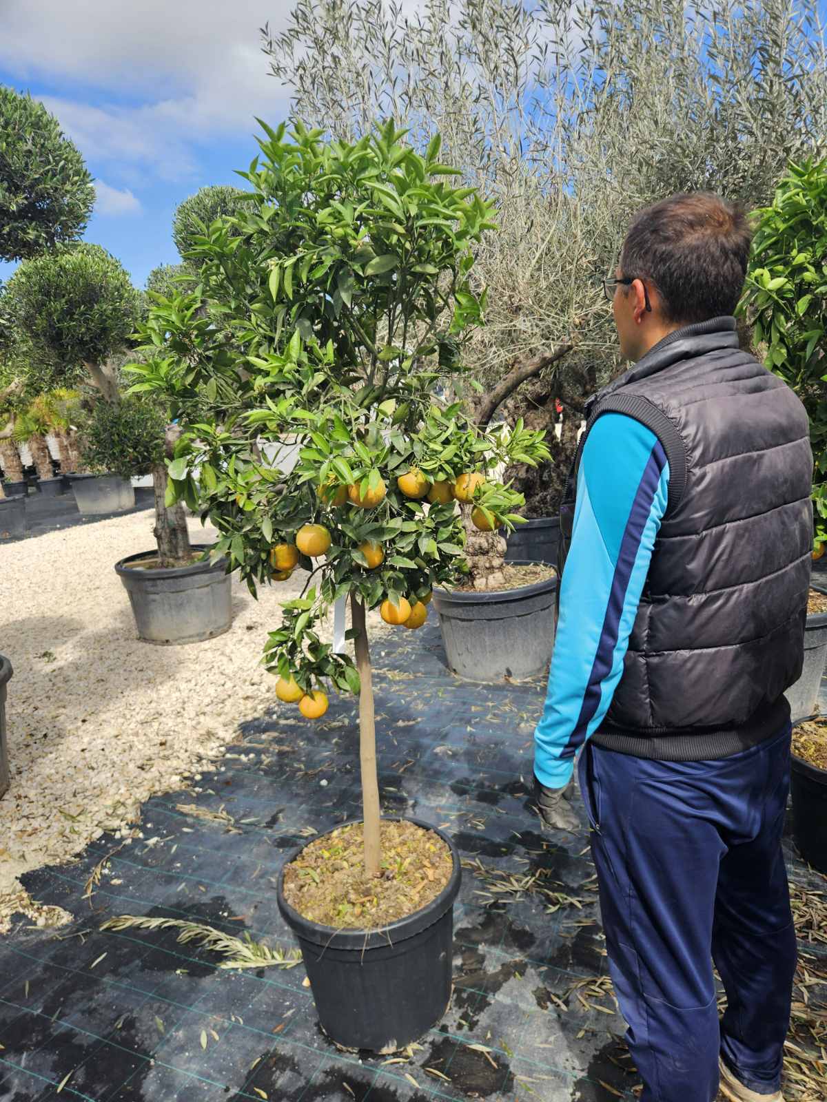 citrusfa-citrusmix-02-11602