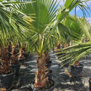 Washingtonia pálma - 25 literes